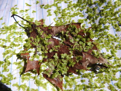 Lemna aequinoctialis
