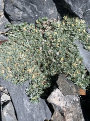 Astragalus kentrophyta