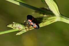 Cercopis vulnerata
