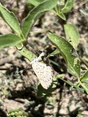 Zabuella tenellus