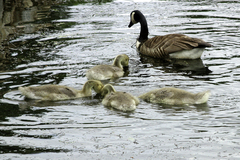 Branta canadensis