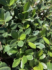 Ficus microcarpa
