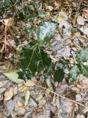 Ilex aquifolium