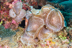 Amplexidiscus fenestrafer