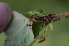 Myrmica