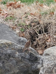 Zonotrichia albicollis