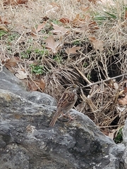 Zonotrichia albicollis