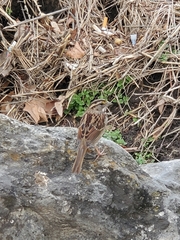 Zonotrichia albicollis