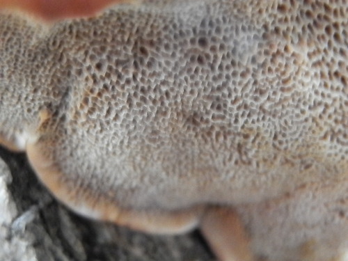 Inocutis dryophila