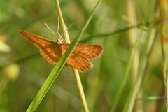 Idaea serpentata