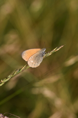Coenonympha glycerion