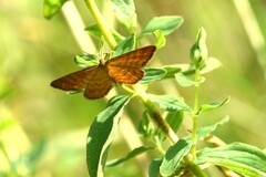 Idaea serpentata