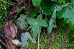 Puccinia