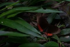 Biblis hyperia