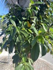 Ficus microcarpa