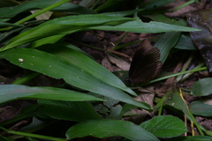 Biblis hyperia