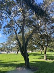 Enterolobium contortisiliquum