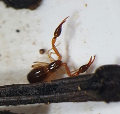 Neobisium