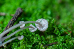 Mycena rubromarginata