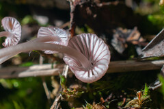 Mycena rubromarginata