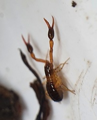 Neobisium