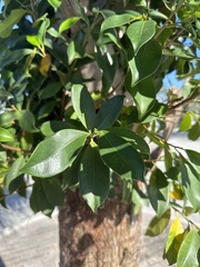 Ficus microcarpa