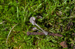 Mycena rubromarginata