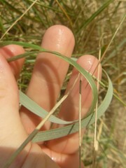 Elymus athericus