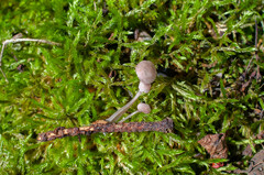 Mycena rubromarginata