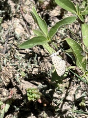 Zabuella tenellus