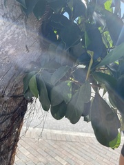 Ficus benjamina