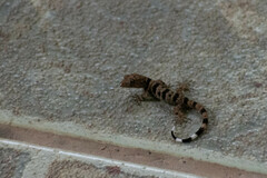 Gonatodes concinnatus