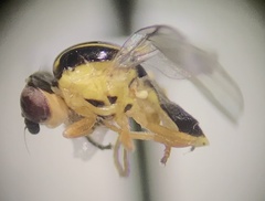 Thaumatomyia