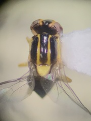 Thaumatomyia