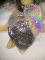 Thaumatomyia