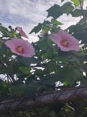 Hibiscus