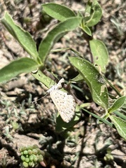 Zabuella tenellus