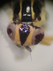 Thaumatomyia