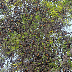 Pteropus