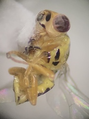 Thaumatomyia