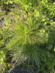 Pinus palustris