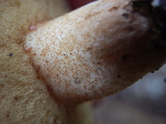 Suillus occidentalis image