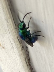 Chrysis lincea