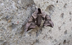 Smerinthus ocellata