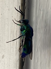 Chrysis lincea