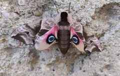 Smerinthus ocellata