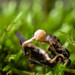 Ophiocordyceps ditmarii - Photo (c) Nicolas Schwab, some rights reserved (CC BY-NC), uploaded by Nicolas Schwab