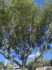 Enterolobium contortisiliquum