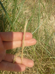 Elymus athericus