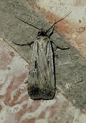 Tathorhynchus exsiccata
